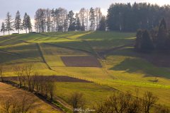 MG_8847